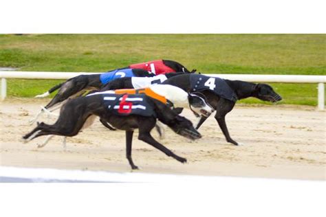 Click here to see for free. . Mullingar greyhound results yesterday